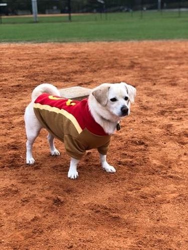 Adopt a weird, beautiful angel pet