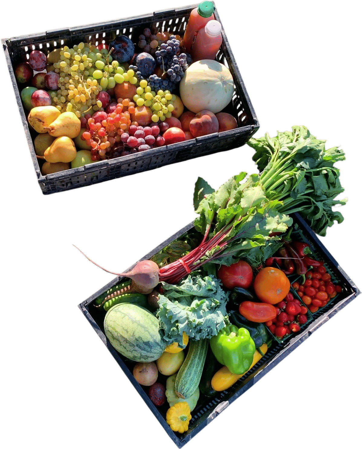 Sunday Farmer's Market