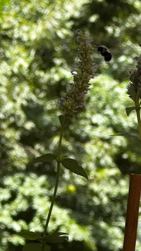An anise hyssop for bees