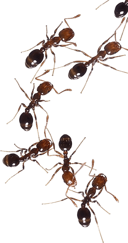 Observing ant activity