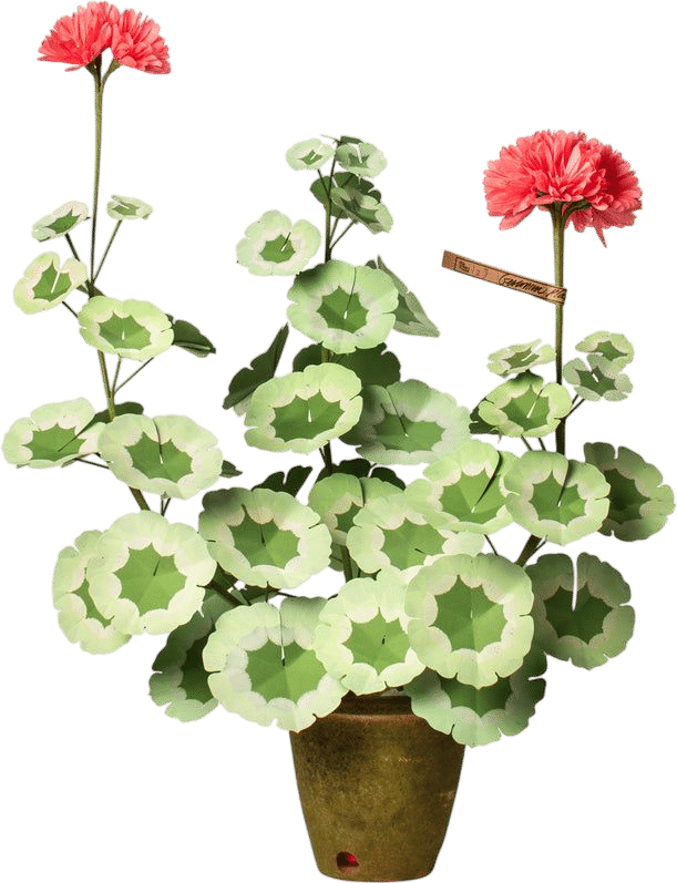 The Green Vase Geranium Plant