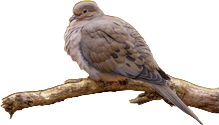 Eurasian Collared-Dove Overview