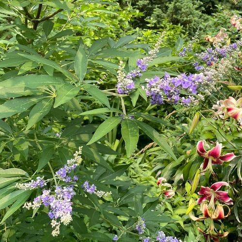 Chanticleer, a pleasure garden