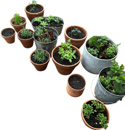 growing herbs on your porch