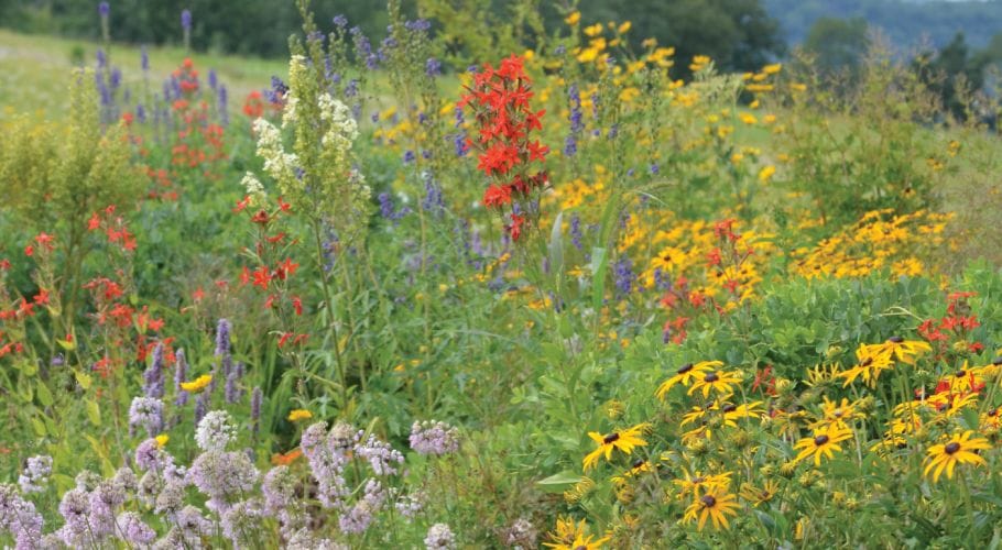 Prairie Moon Nursery - one stop shop for native seeds