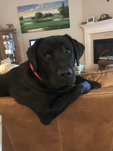 black lab
