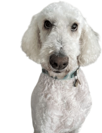My dog maggie
