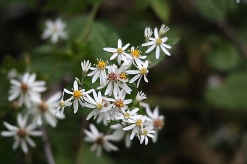 Eurybia divaricata (White Wood Aster)