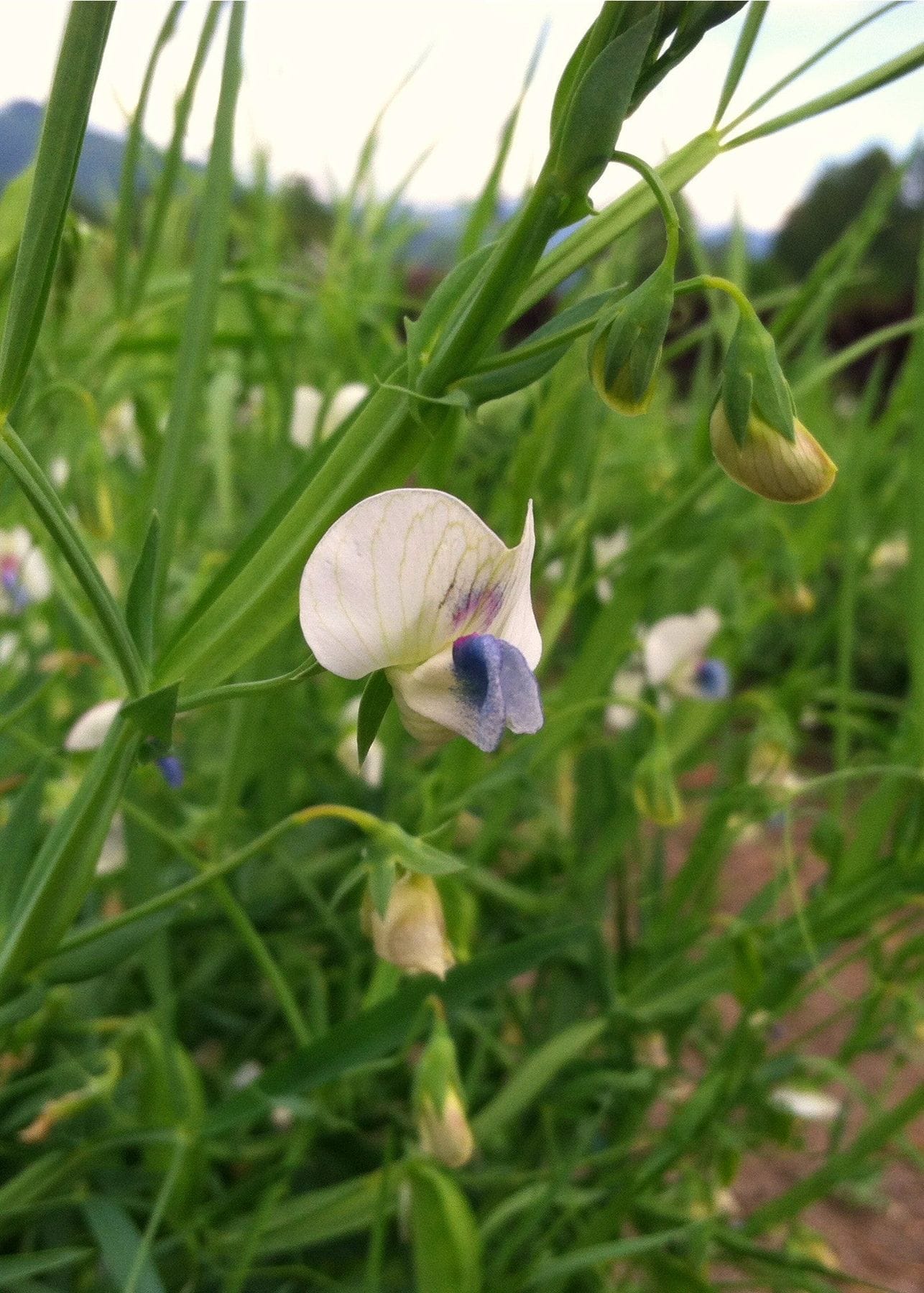 Uprising Seeds Cicerchia