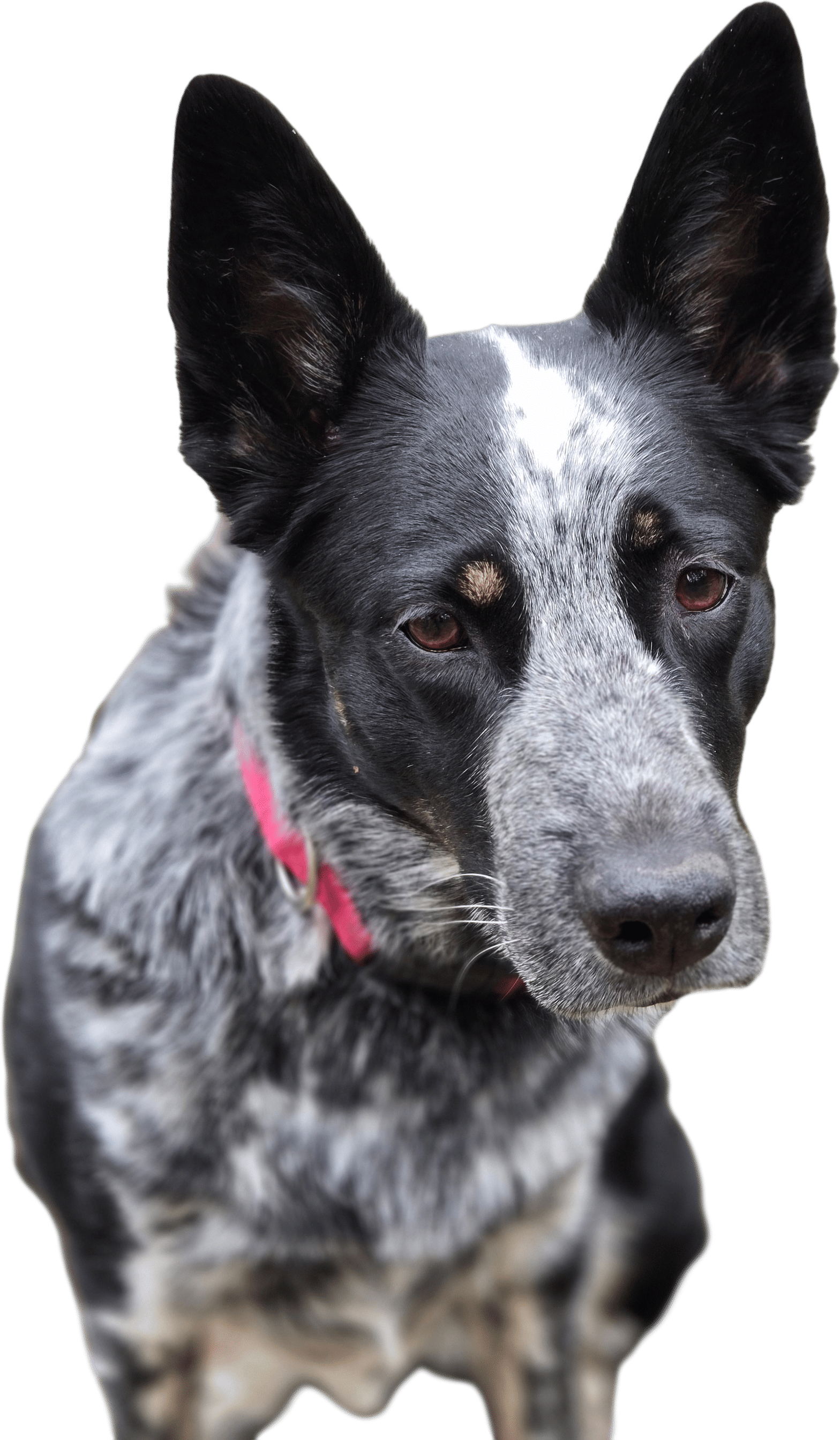 Blue heelers