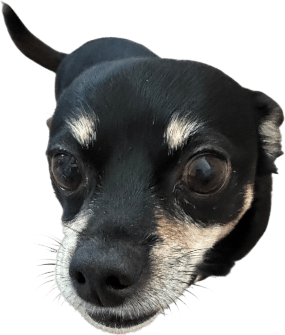NOT getting sad when you see your dogs gray hair