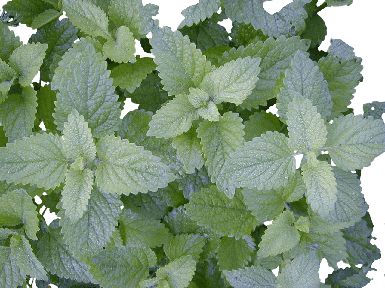 Lemon Balm