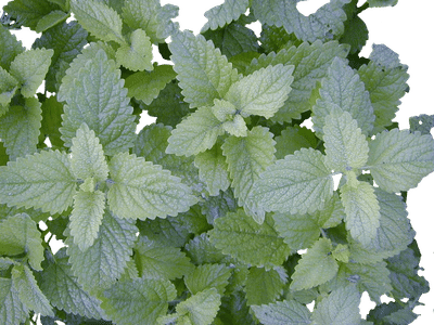 Lemon Balm