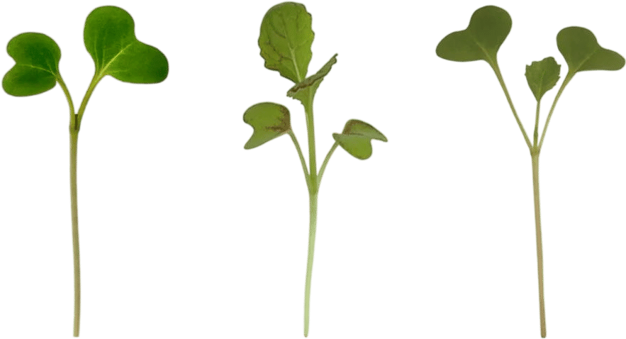 Micro greens 