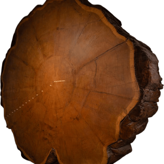 Giant Sequoia Tree | American Museum of Natural History