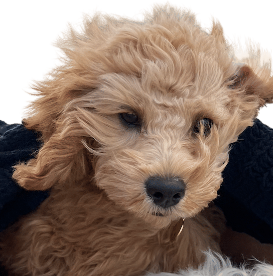 Baby Cleo (Windswept)