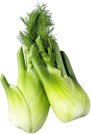 Fennel