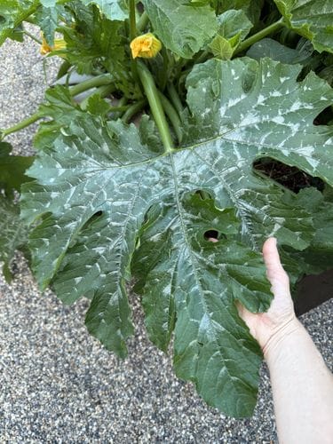 giant zucchini leaves