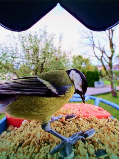 Bird Buddy Smart Bird Feeder
