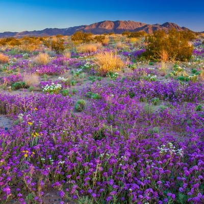 Theodore Payne Wildflower Hotline