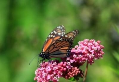 North Carolina Arboretum