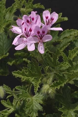 CA geraniums, etc. 