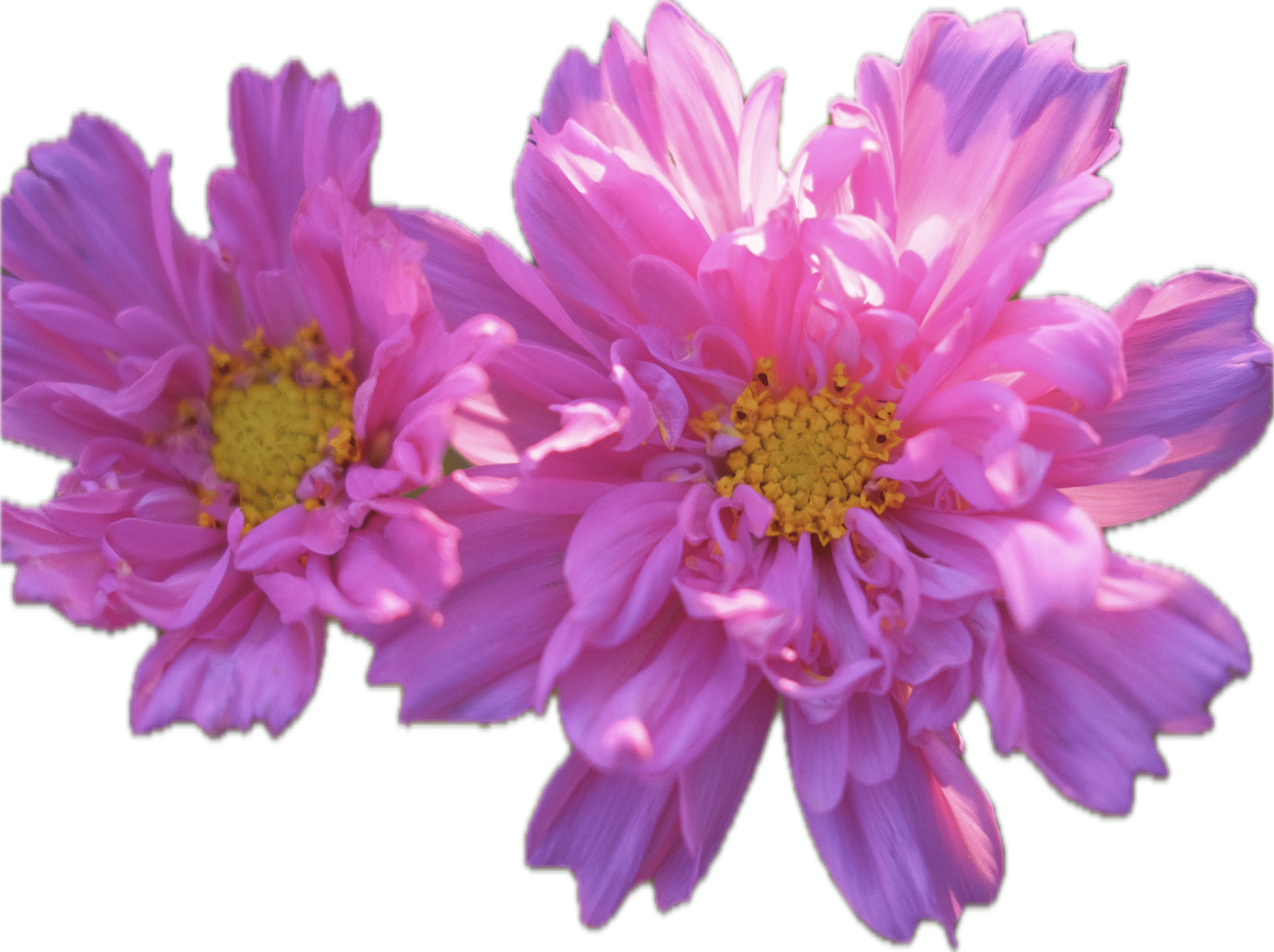 Cosmos