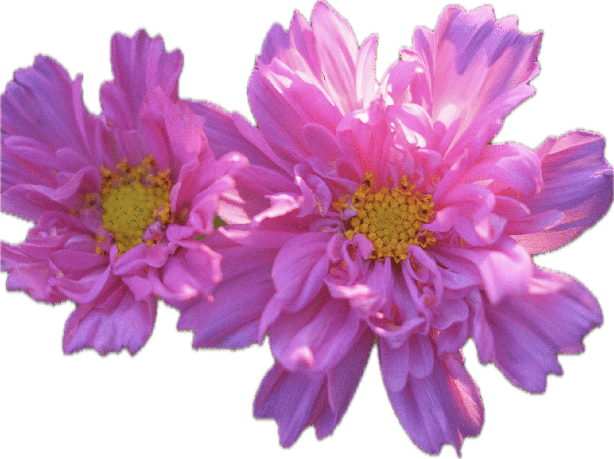 Cosmos