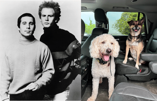 Get your dog a best friend that makes them a 70’s band