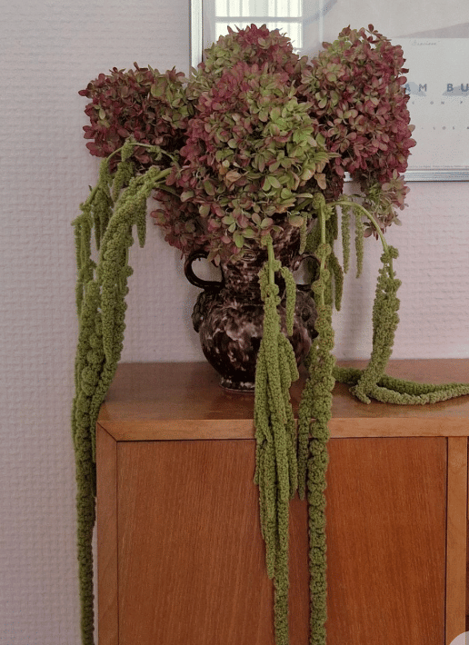 Dried panicle hydrangea and hanging amaranthus