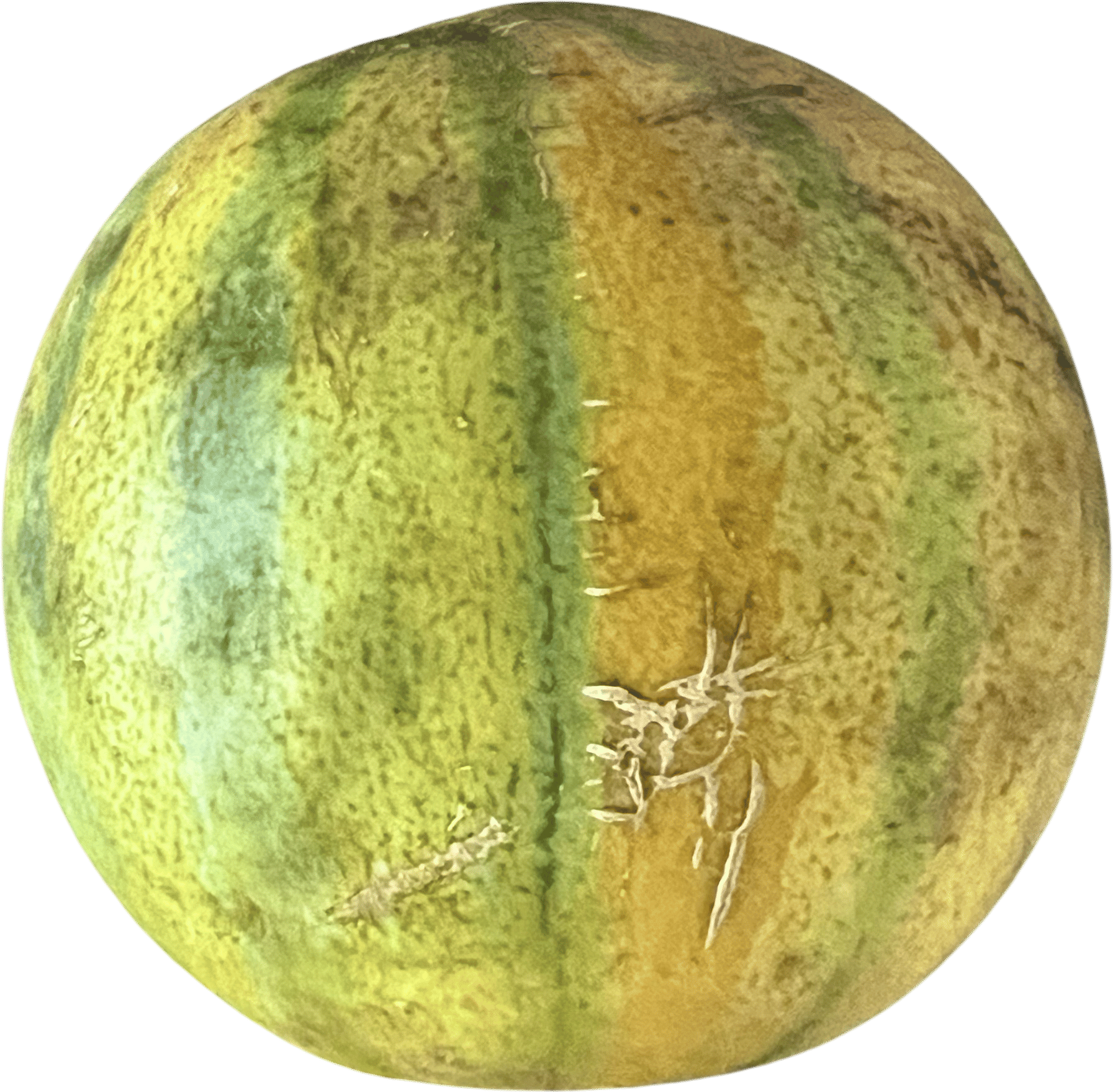 Summer melon shake