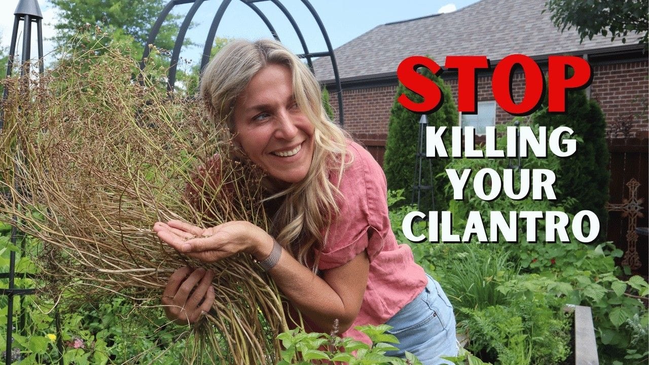 How to Grow Cilantro