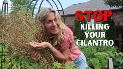 How to Grow Cilantro