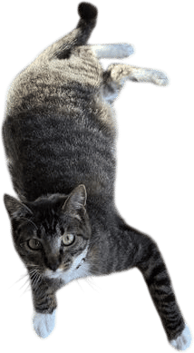 get a cat who hates you