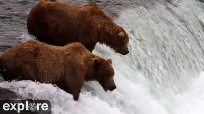 Katmai National Park Bear Cam
