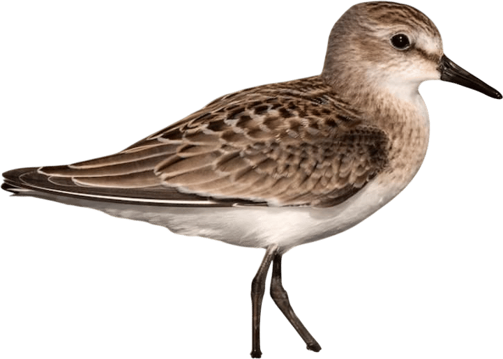 sandpipers