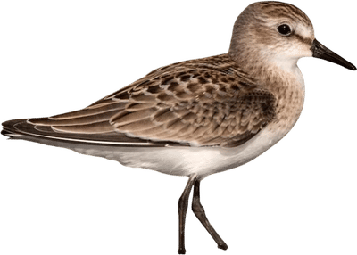 Sandpiper