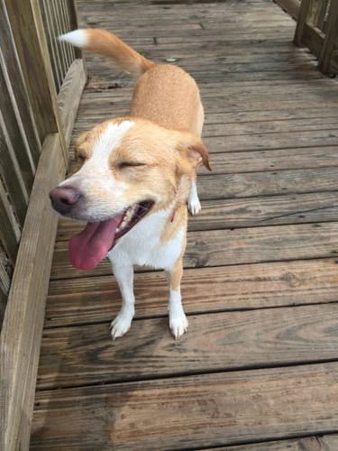 Wisdom Panel DNA Testing for Dogs