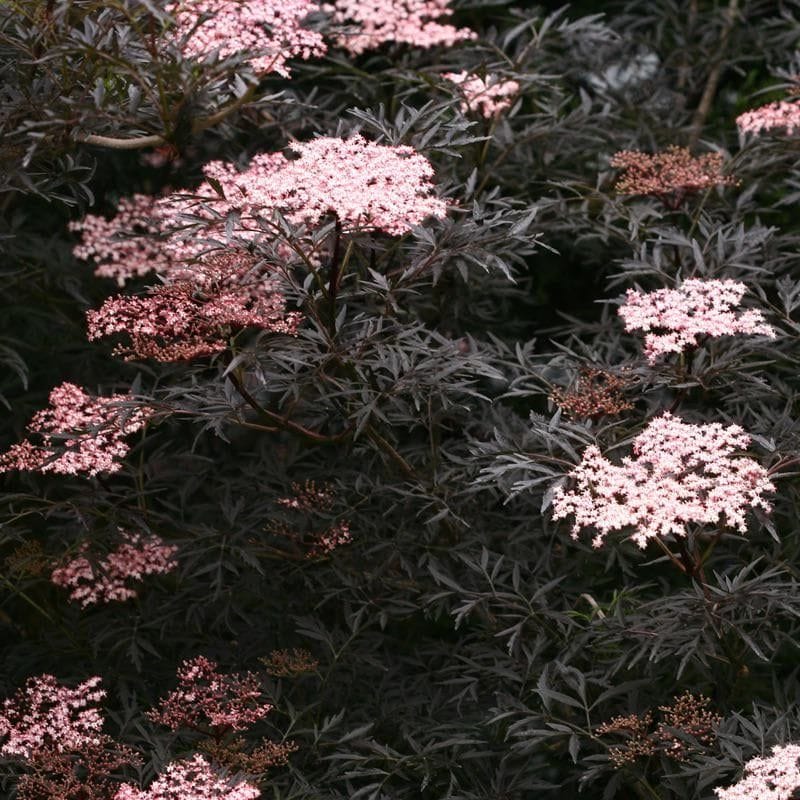 Black Lace Elderberry