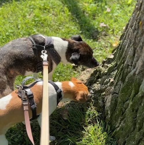 Letting your dogs sniff!!