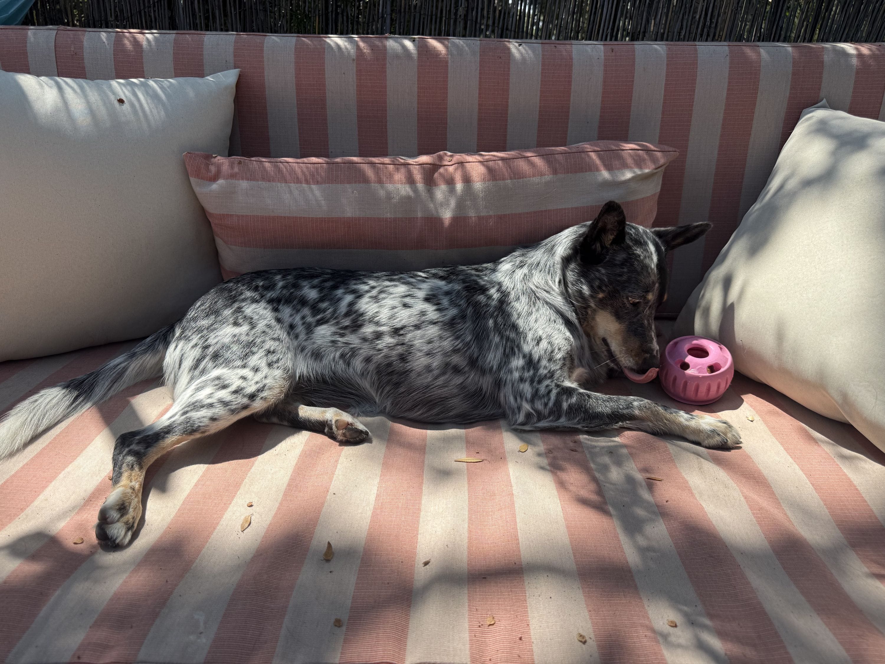 The Pupsicle