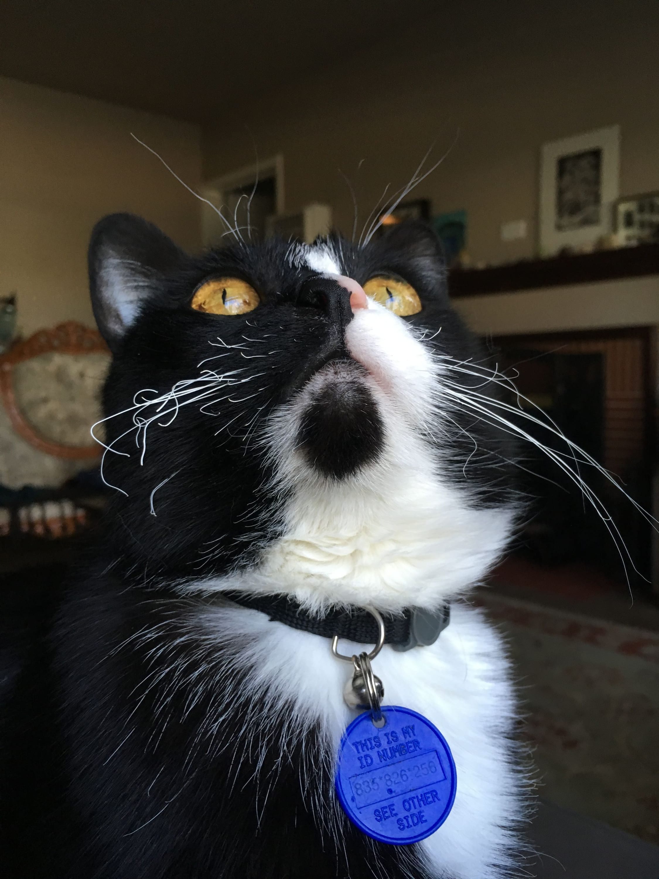 This picture of my idiot cat after she singed her whiskers attempting to jump on the stove