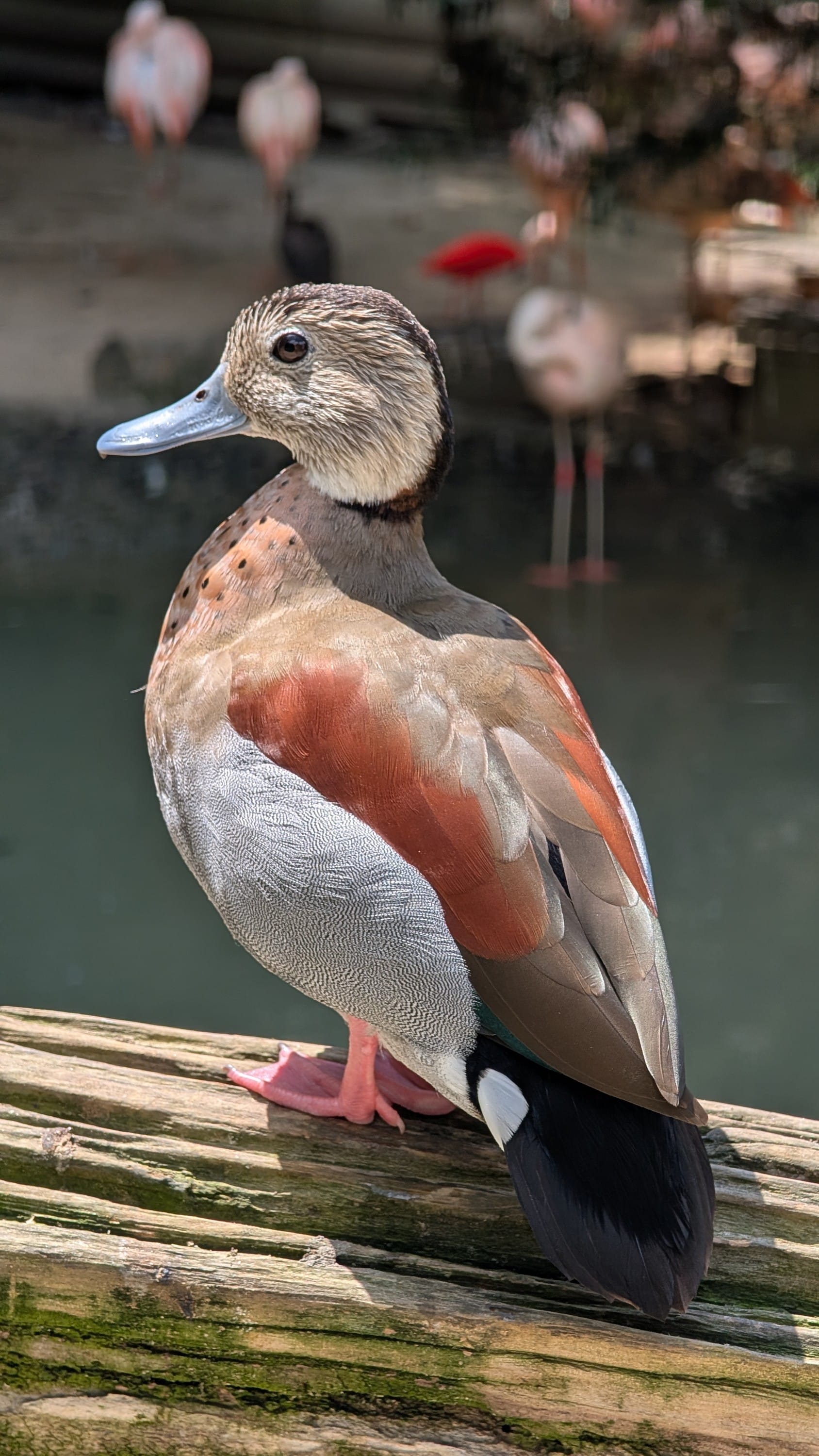 Sylvan Heights bird park