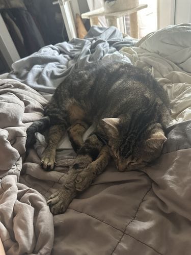 Lunchtime Nap