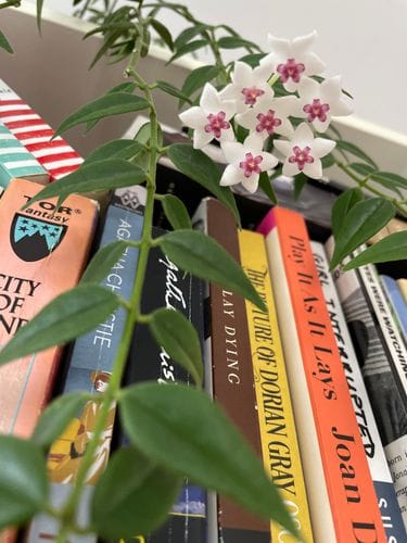 house plants that bloom