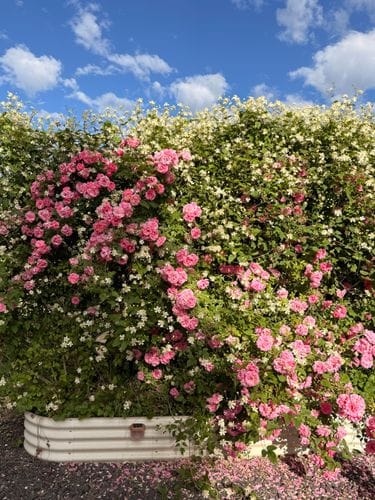 John Davis Climbing Rose