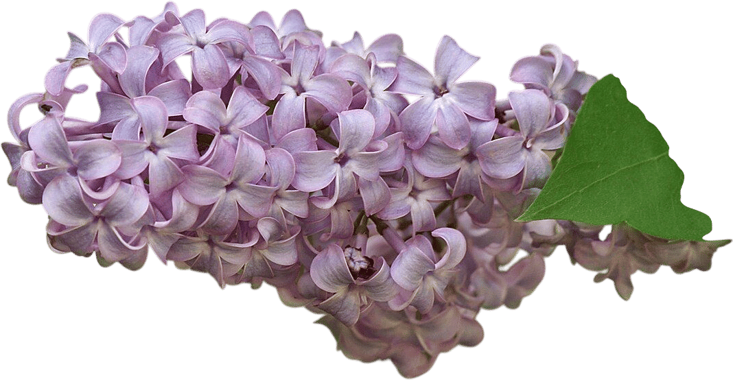 Lilacs