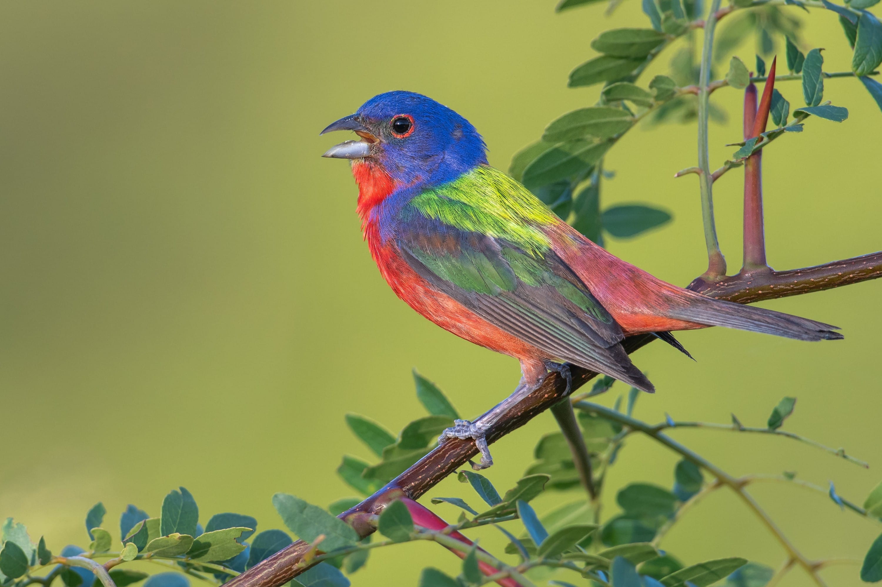 Painted bunting