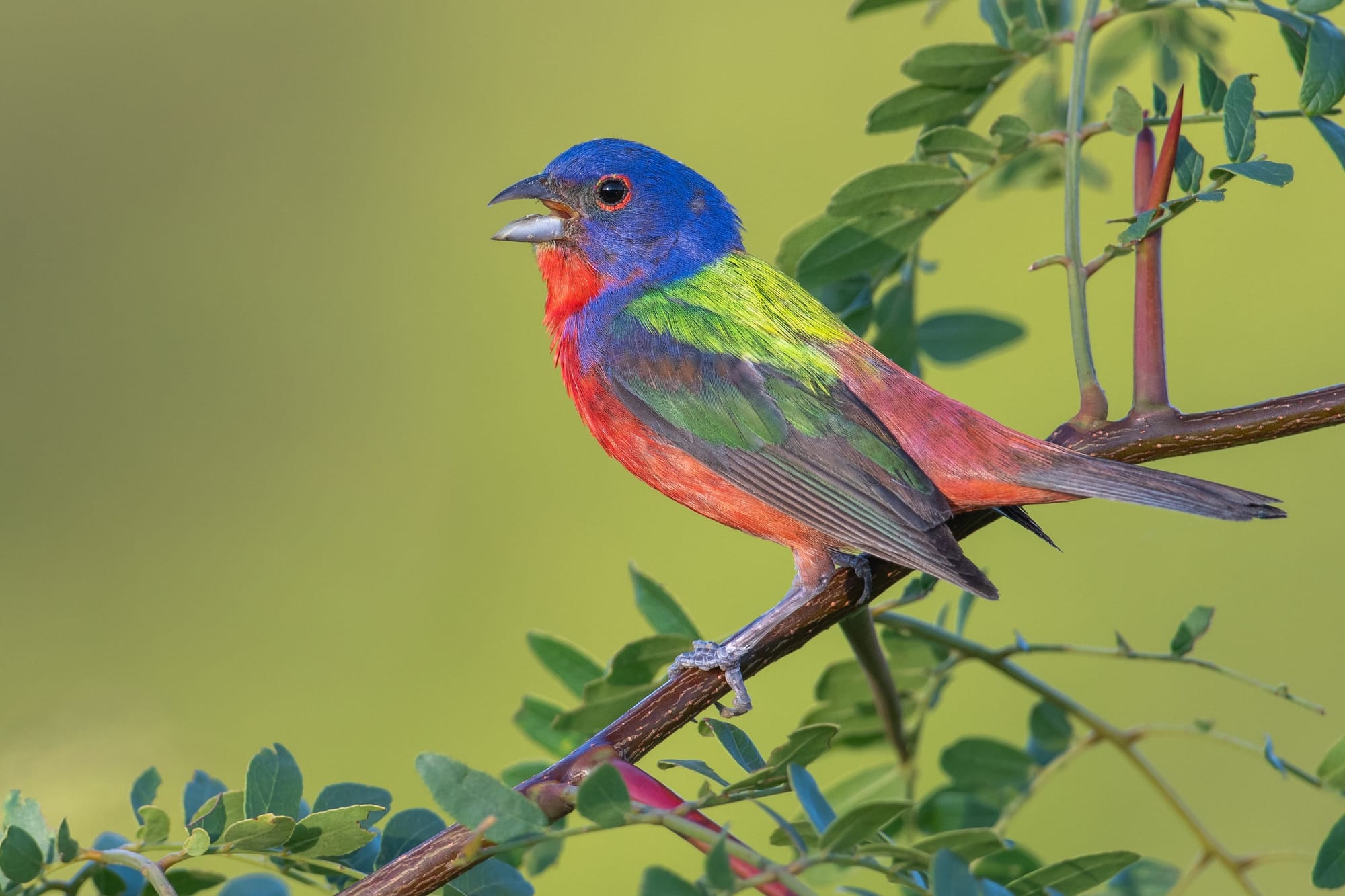 Painted bunting