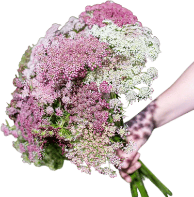 Queen Anne's Lace